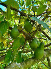 Rincon dwarf avocado for pots and small gardens – Flying Dragon Nursery
