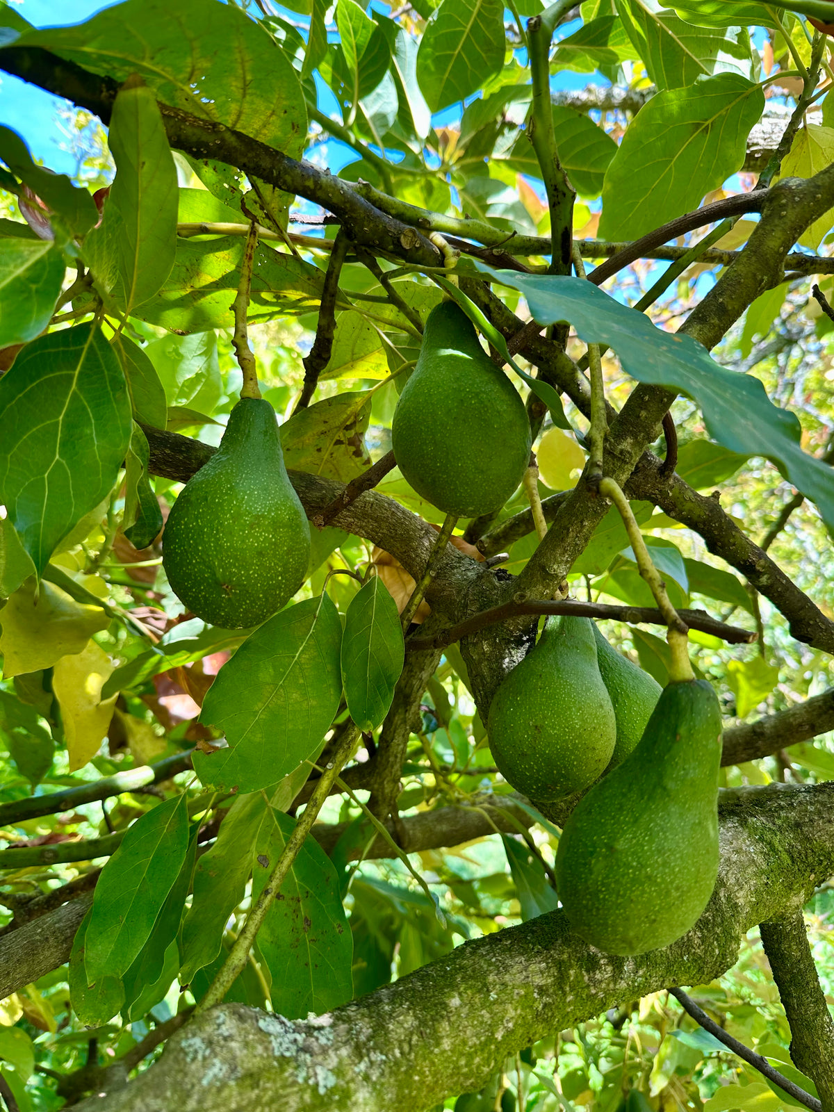 Rincon dwarf avocado for pots and small gardens – Flying Dragon Nursery