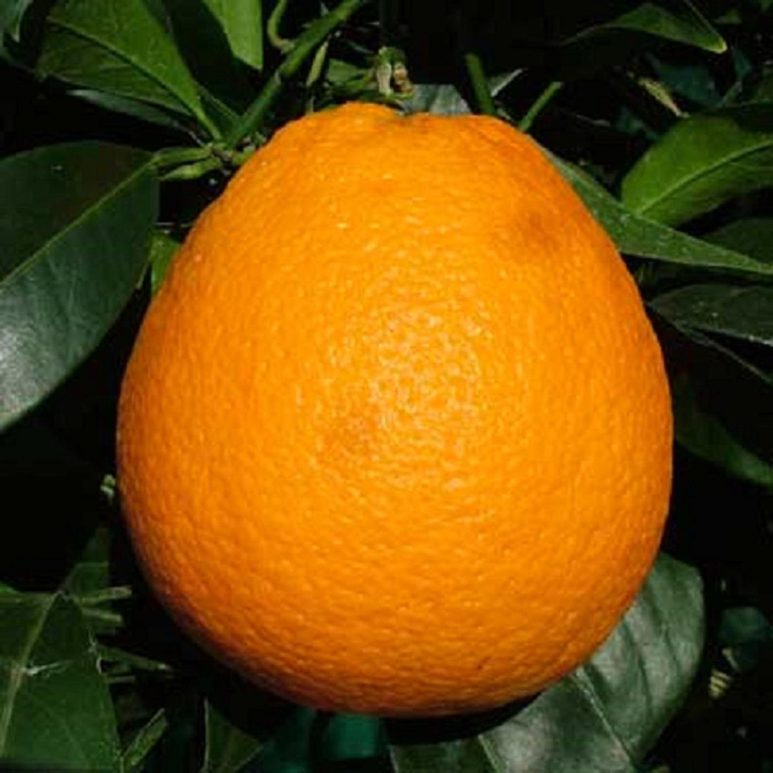 Orange - Newhall