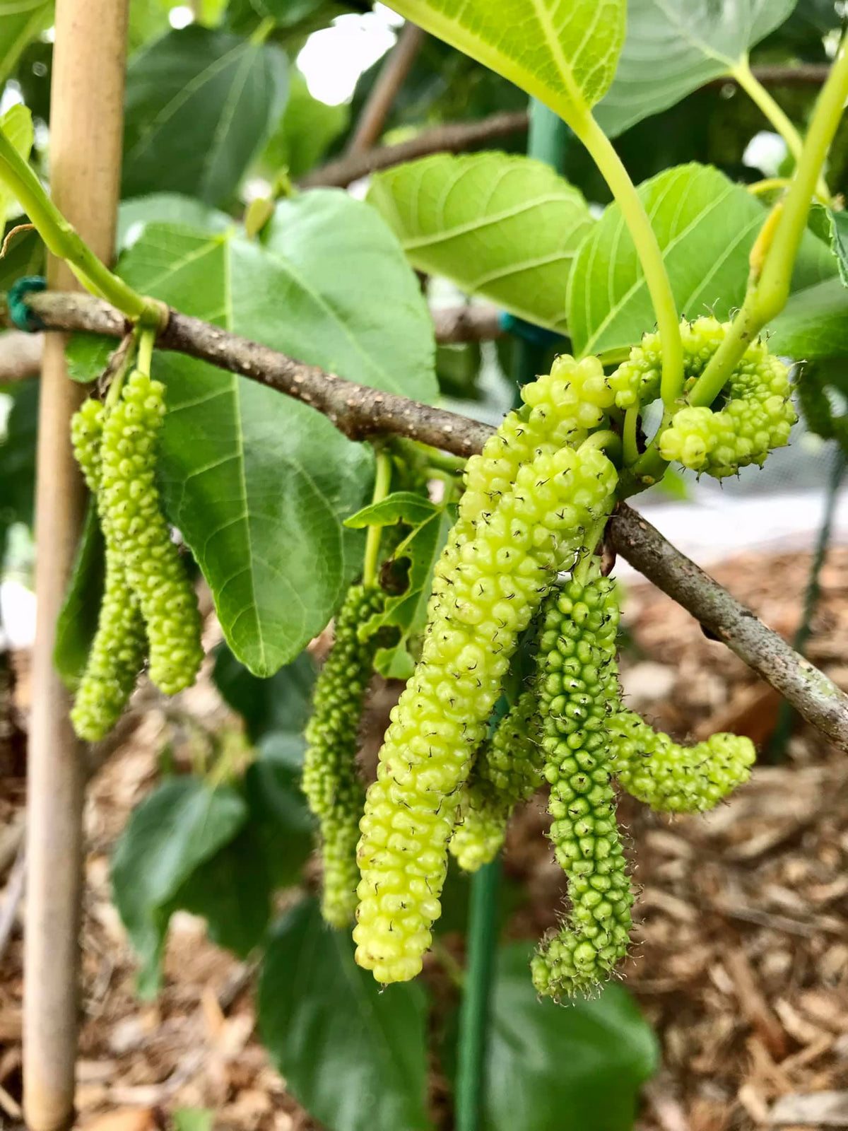 Shaitoot Mulberry - White Shahtoot – flyingdragonnursery