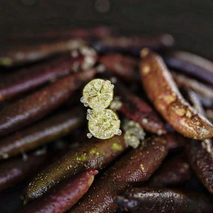 Finger Lime - Aubergine Black - Grafted