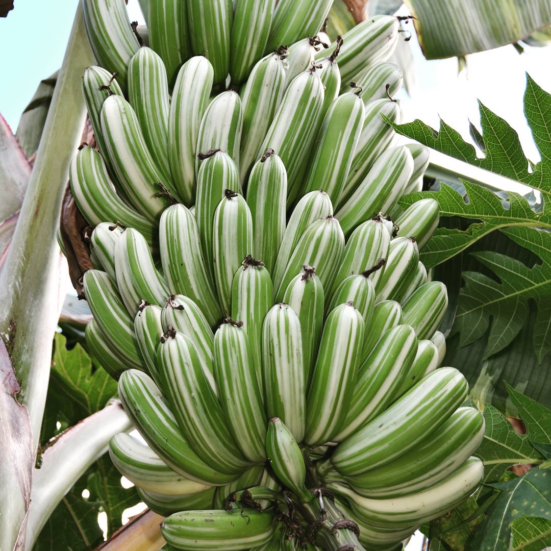 Banana - Royal Hawaiian (Variegated Ae Ae) flyingdragonnursery