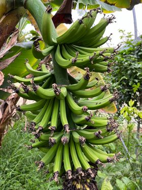 Banana - Dwarf Mons Mari