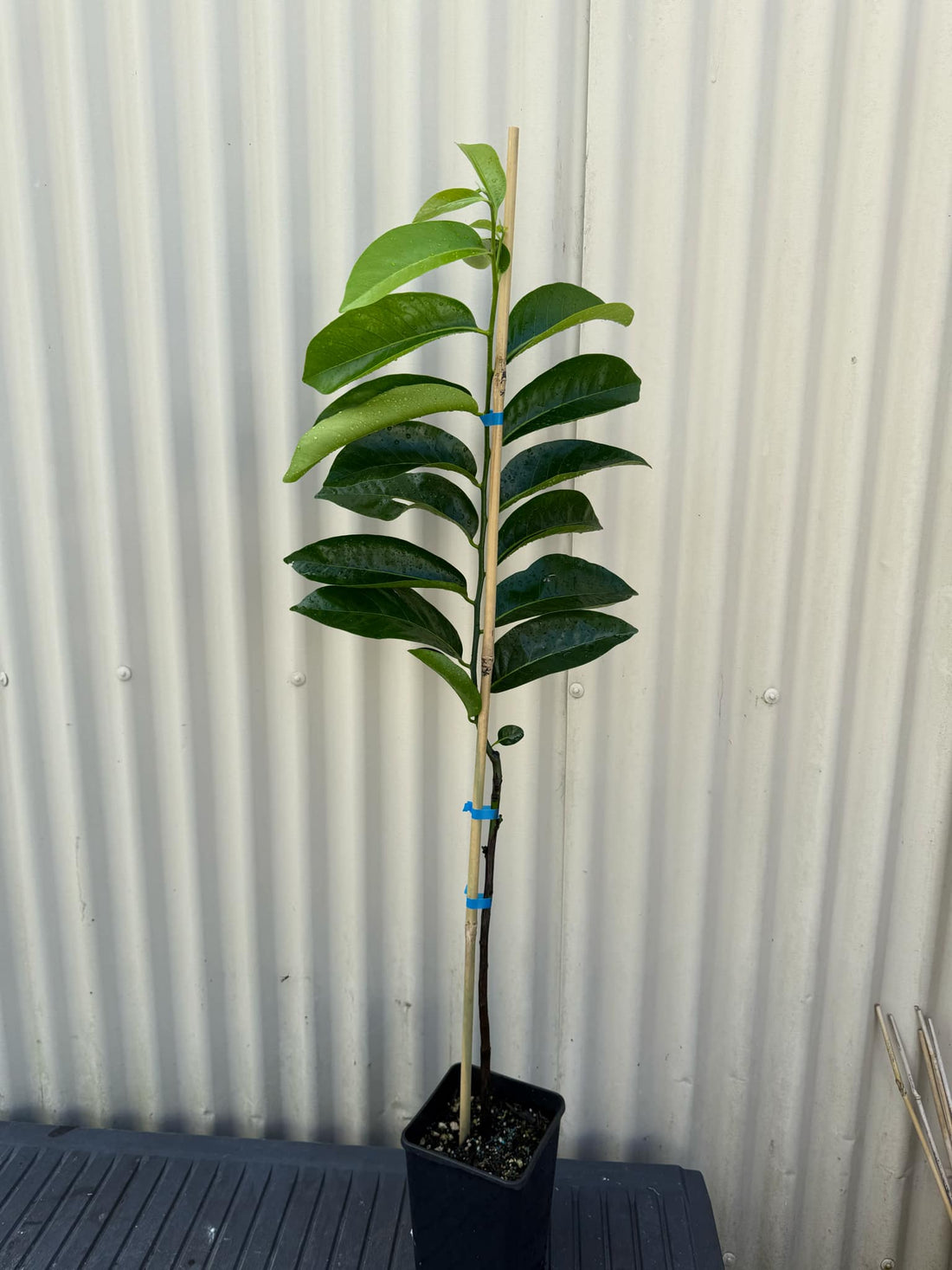 Grafted Black Sapote (Chocolate Pudding Fruit) flyingdragonnursery
