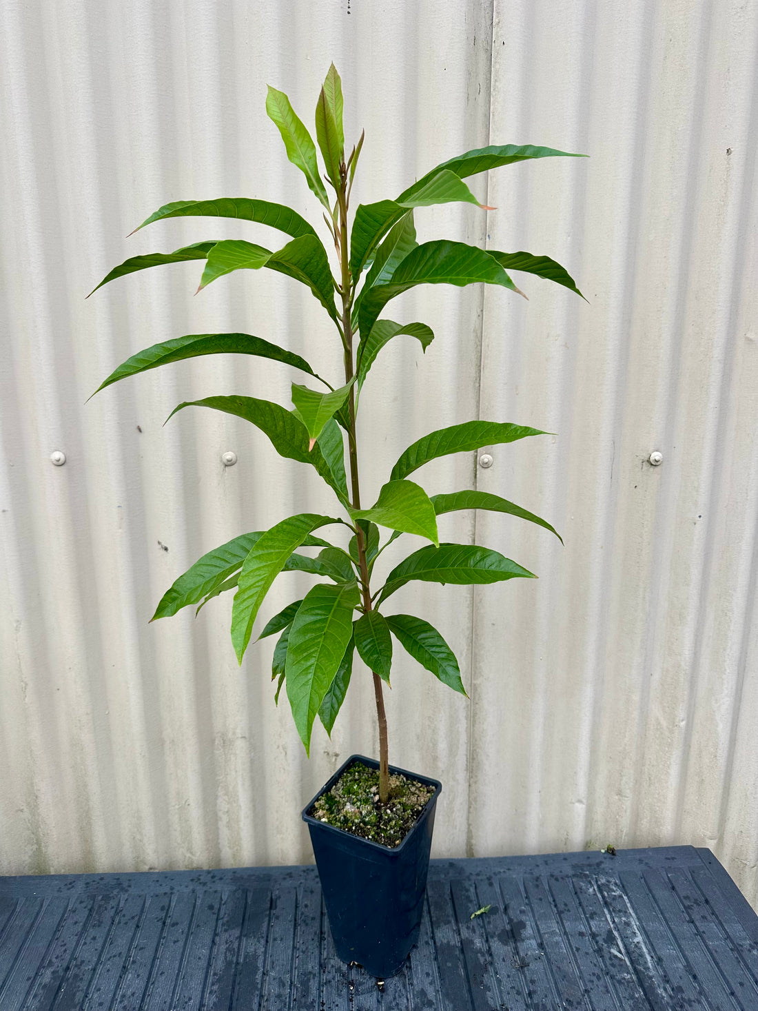 Yellow Sapote, Canistel plant flyingdragonnursery