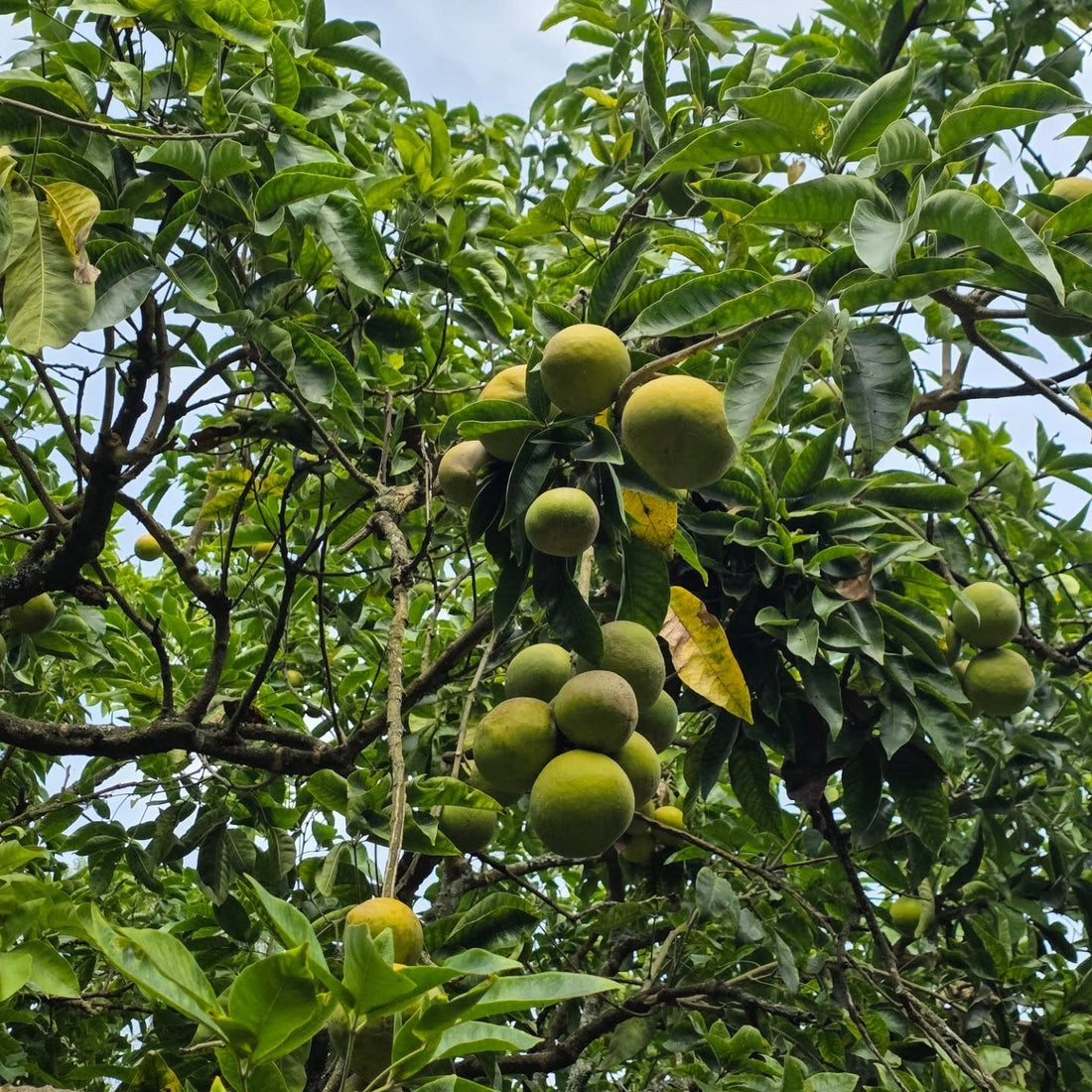 Casimiroa / White Sapote - Wiki Woo - Grafted