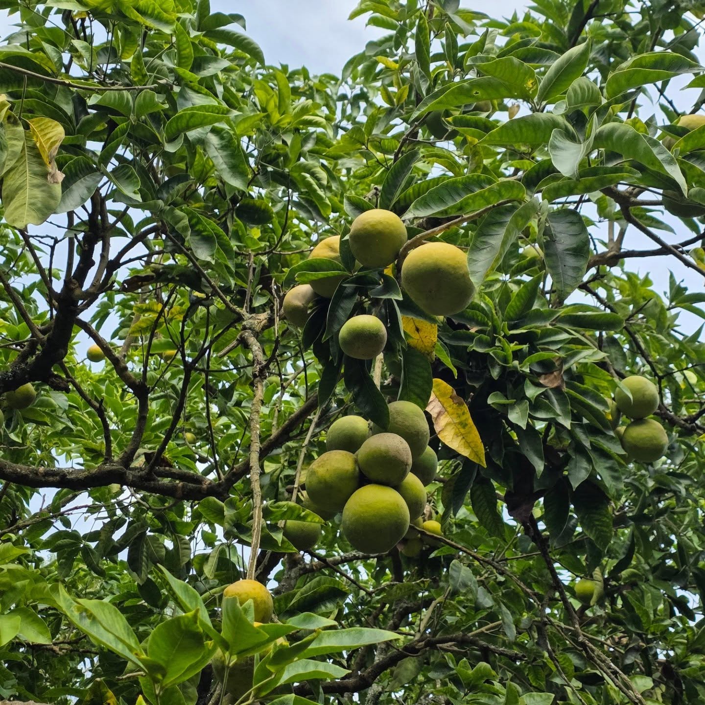 Casimiroa / White Sapote - Wiki Woo - Grafted