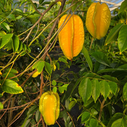 Starfruit, Carambola - Nova (Grafted)
