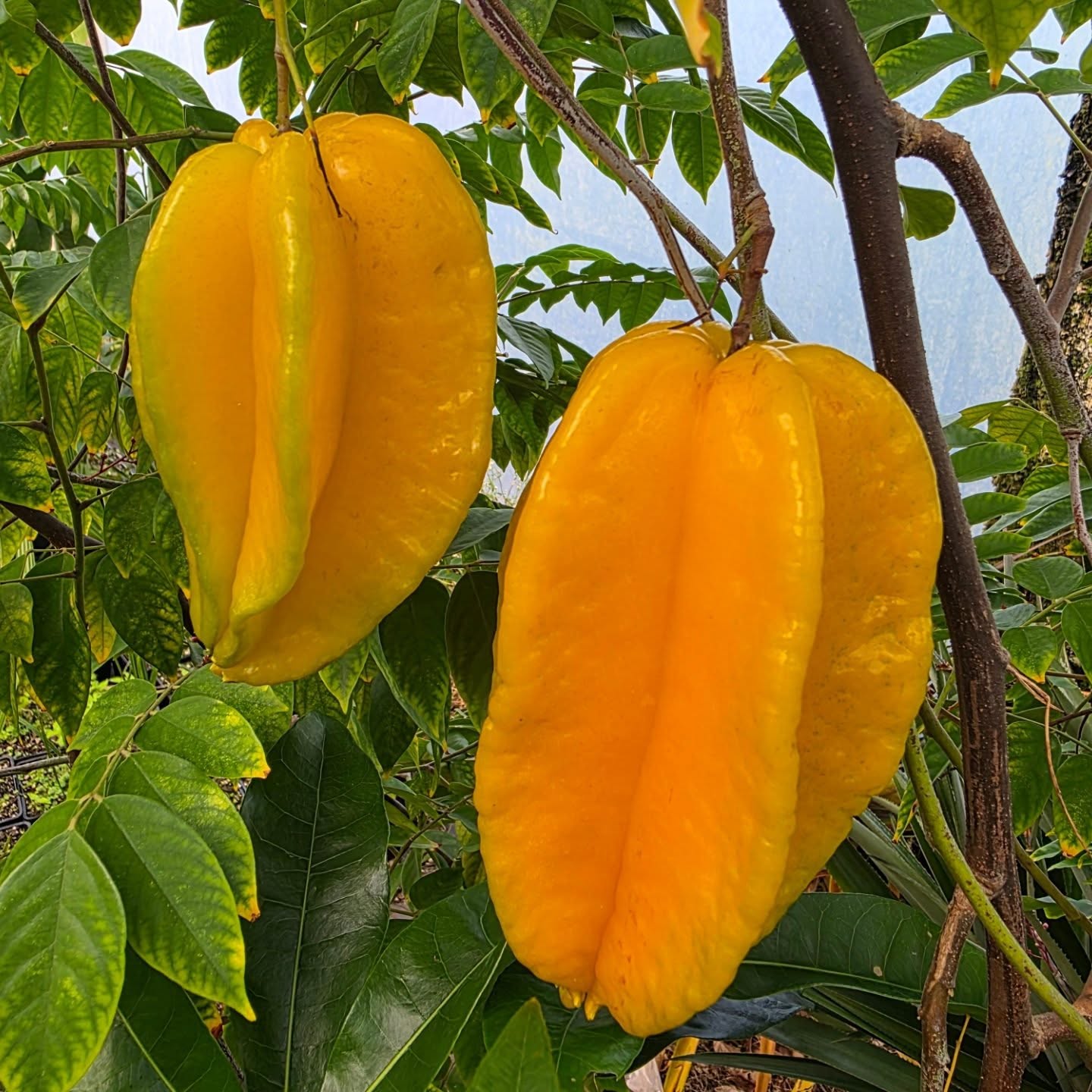 Starfruit, Carambola - Nova (Grafted)