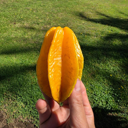Starfruit, Carambola - Nova (Grafted)