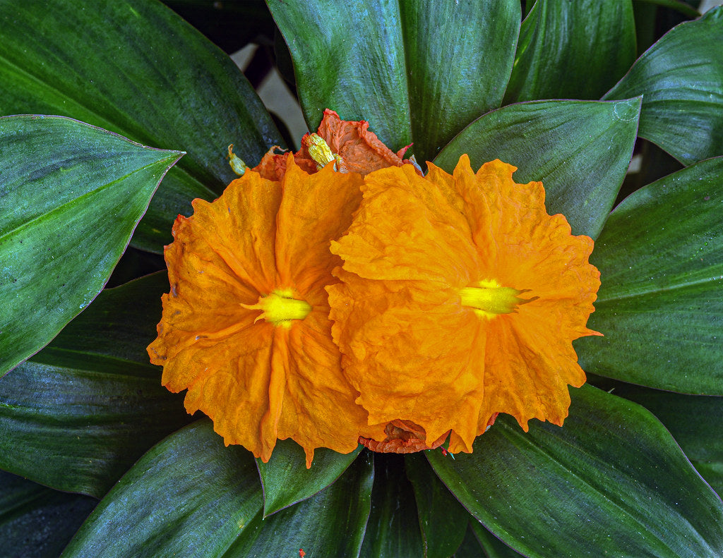 Insulin plant - Fiery Costus (Orange Flower)