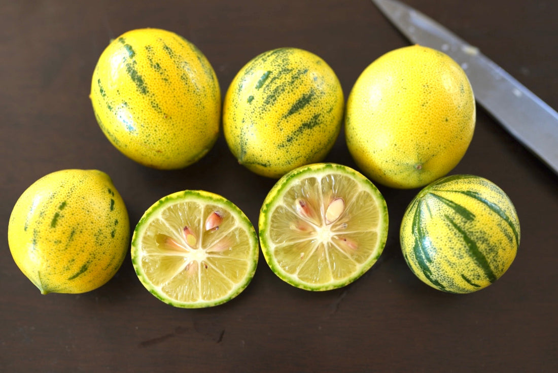 Lemon - Rainbow Meyer flyingdragonnursery