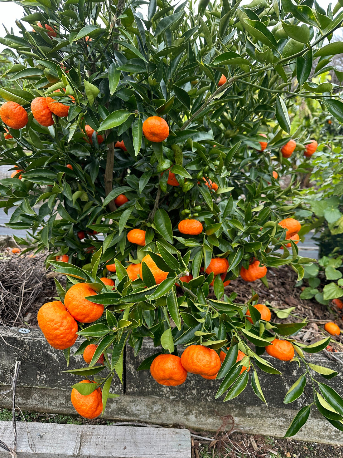 Mandarin - Bay Sunset flyingdragonnursery