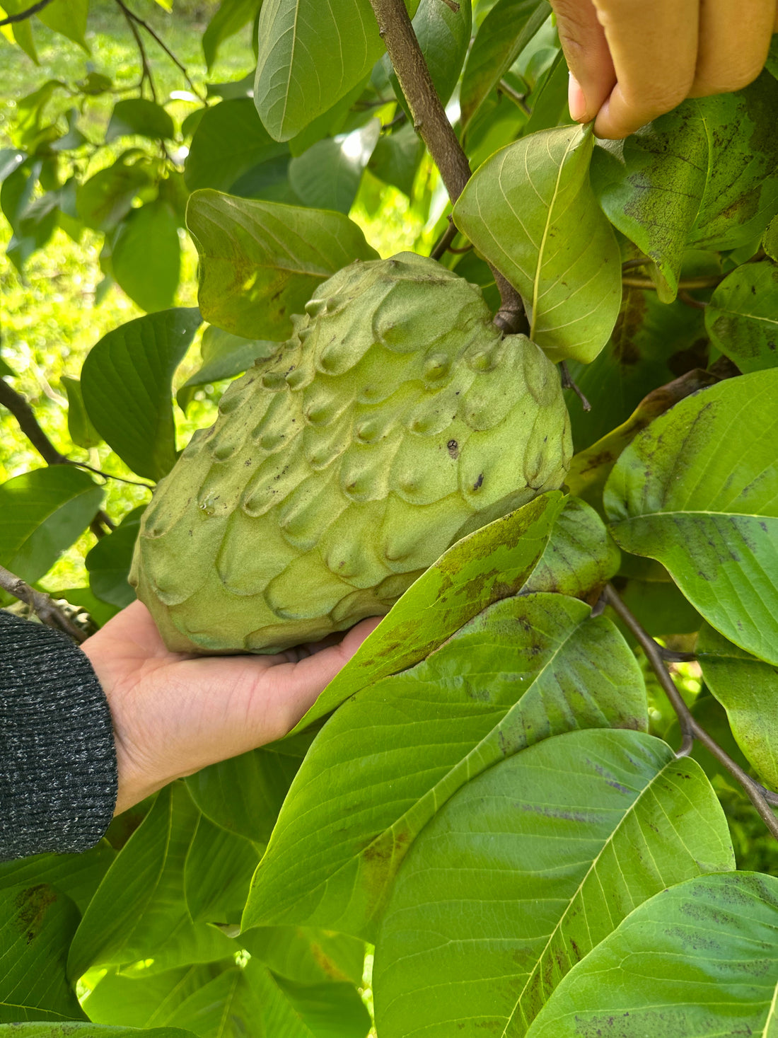 Cherimoya (Custard Apple) - White - Grafted flyingdragonnursery