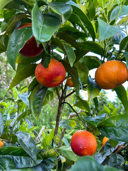 Blood Orange - Moro