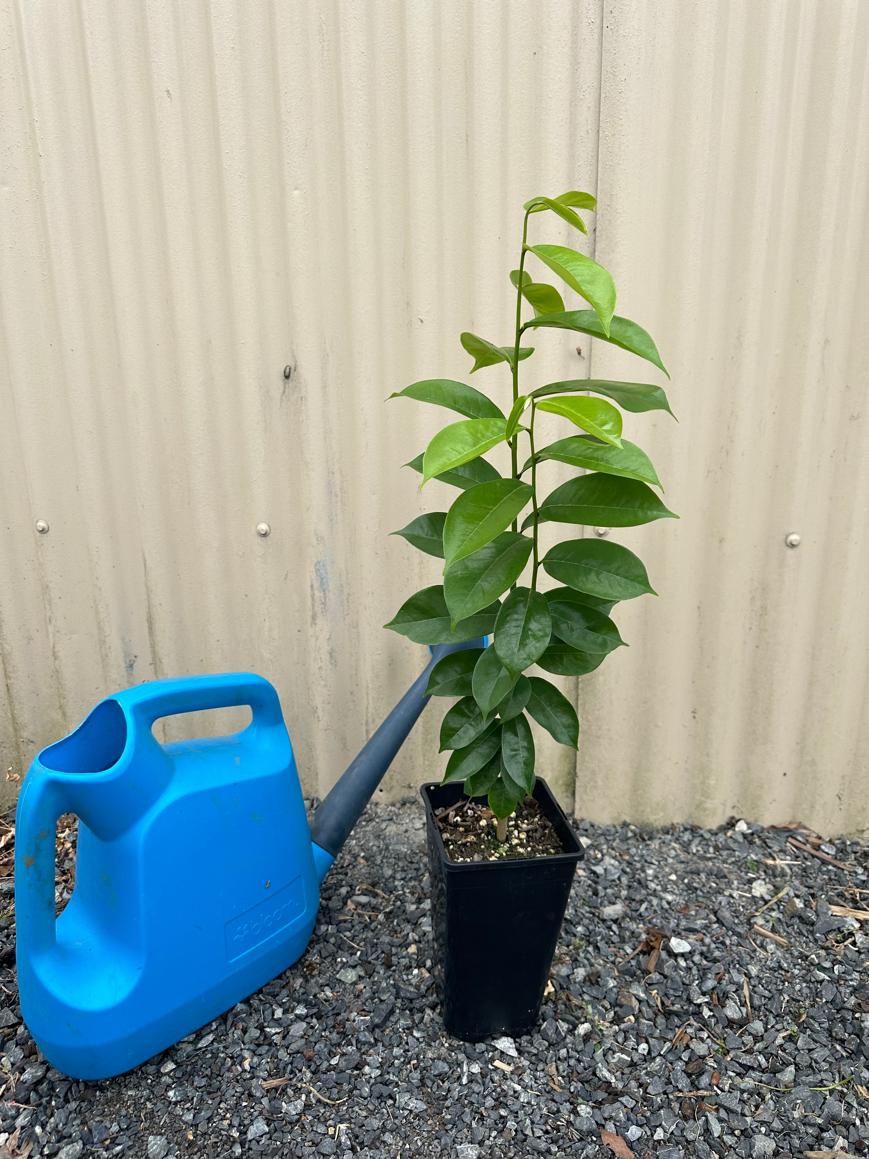 Soursop plant