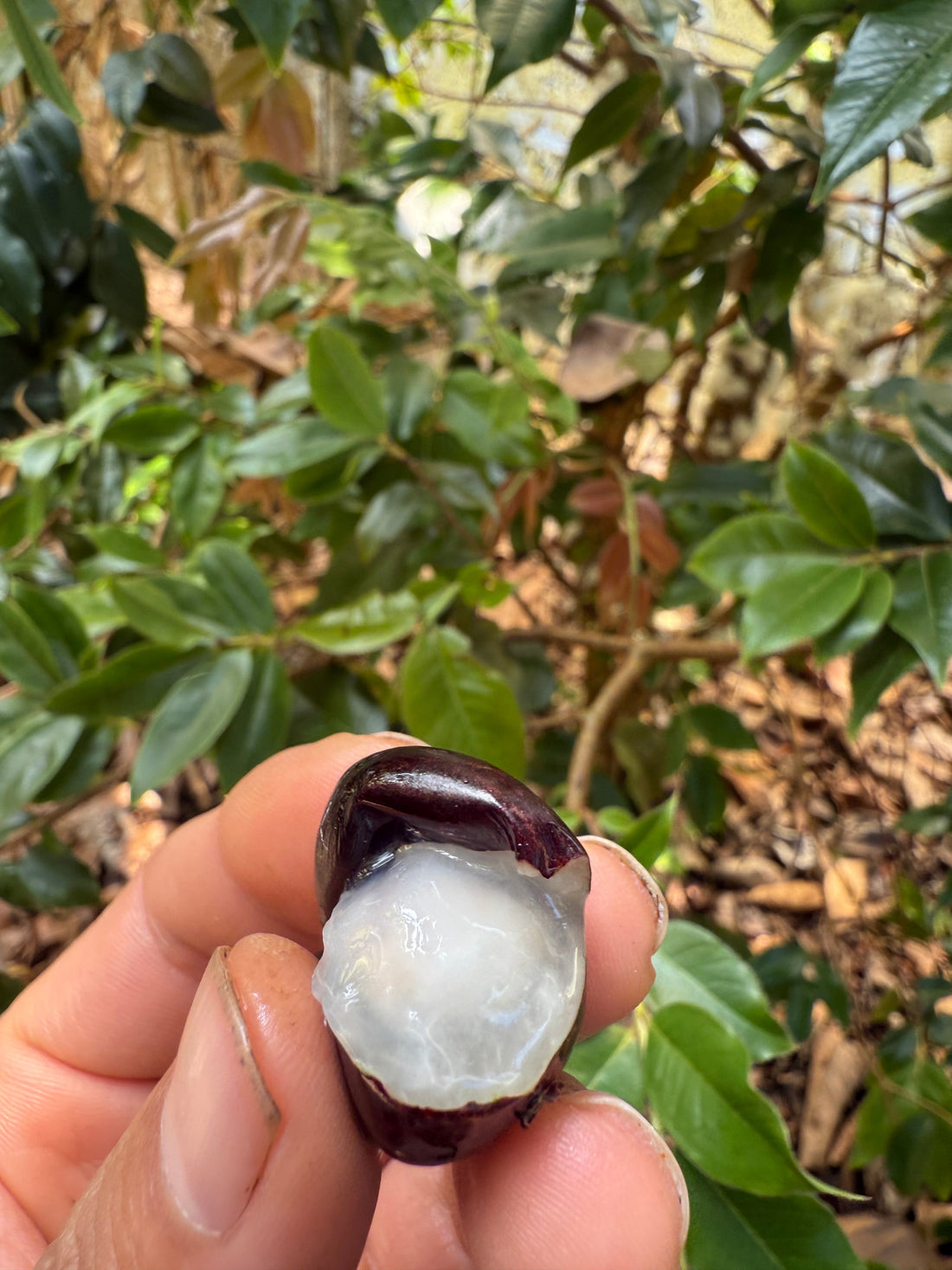 Jaboticaba - Red Hybrid flyingdragonnursery