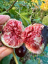 Fig - Sweet Black flyingdragonnursery