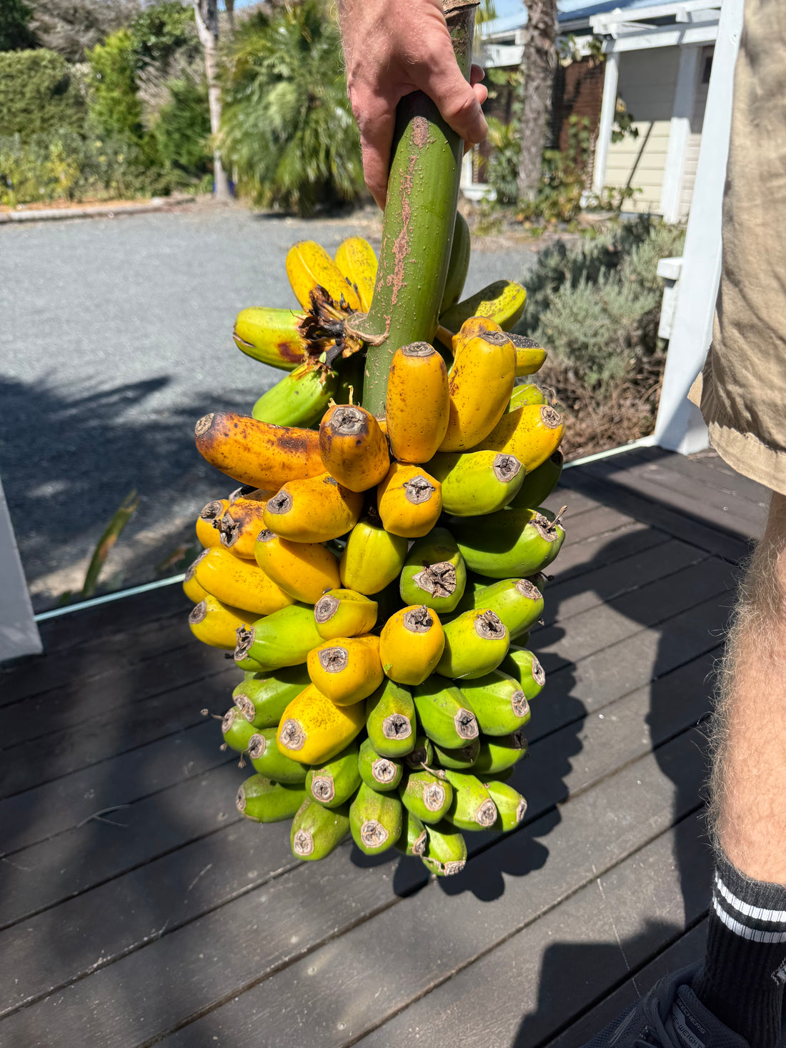 Banana - Hopa