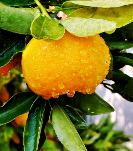 Orange - Bergamot