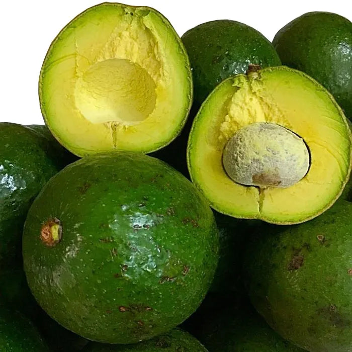 Booth 7 avocado tree – Flying Dragon Nursery NZ