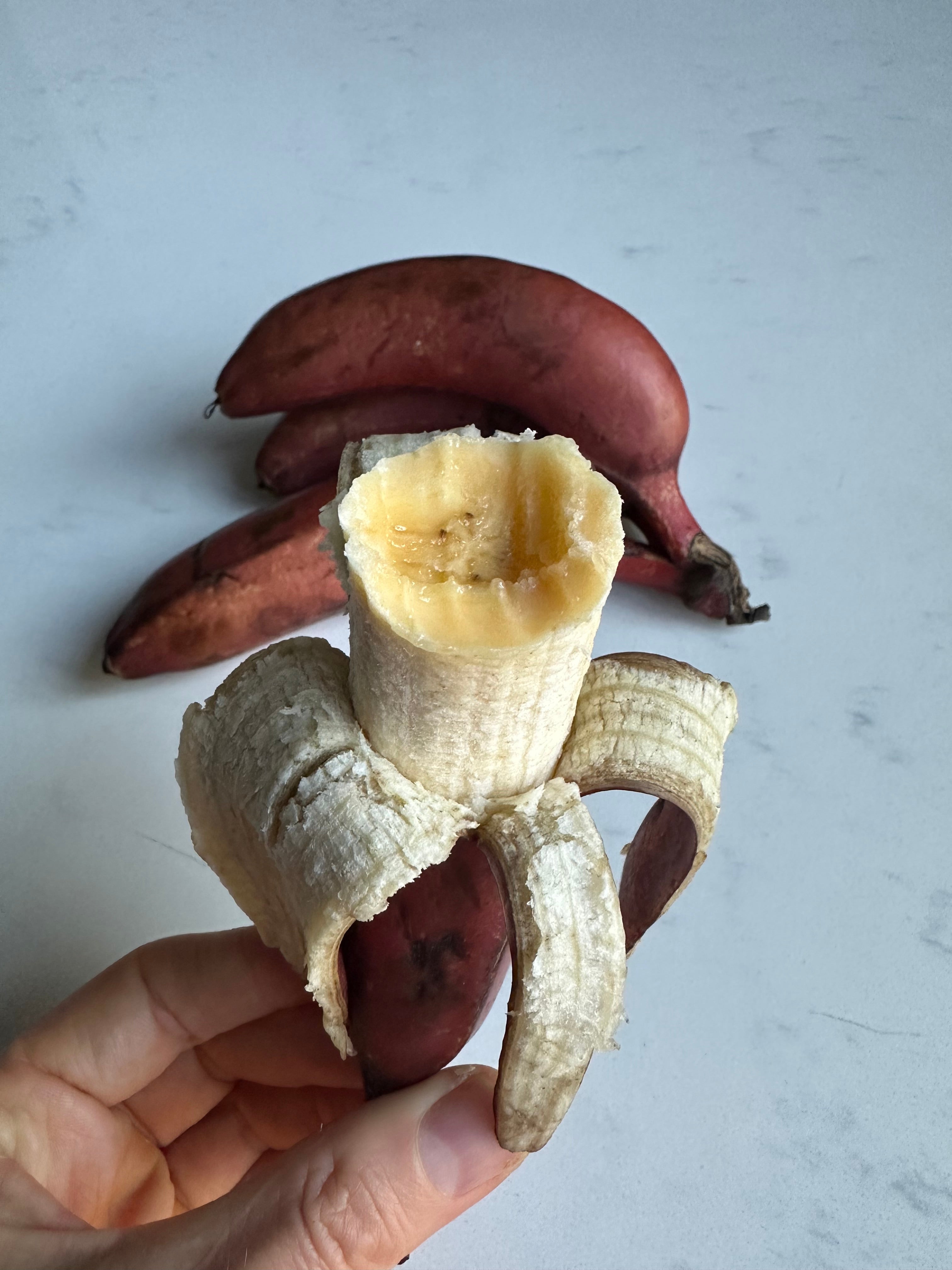 Banana - Red Dacca (super rare)