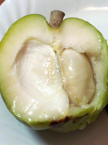 Casimiroa  / White Sapote - Pike - Grafted