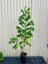 Starfruit, Carambola plant flyingdragonnursery