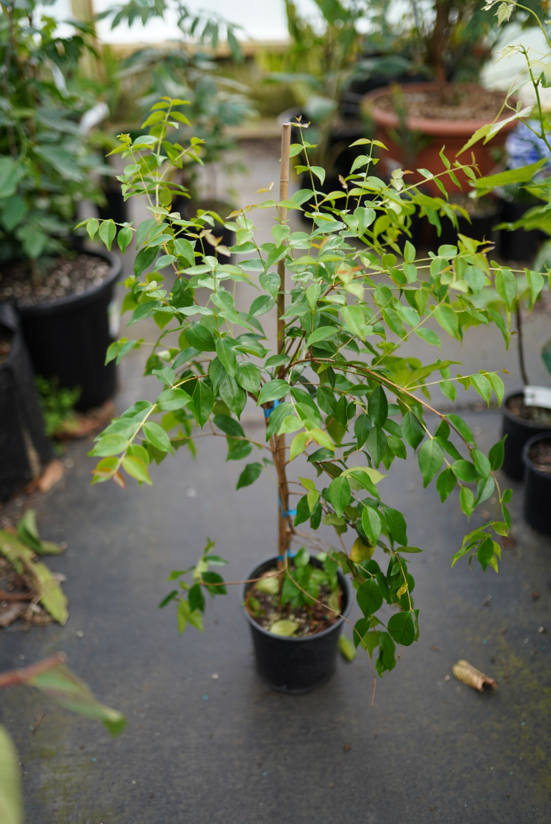 Surinam Cherry - Black - Grafted