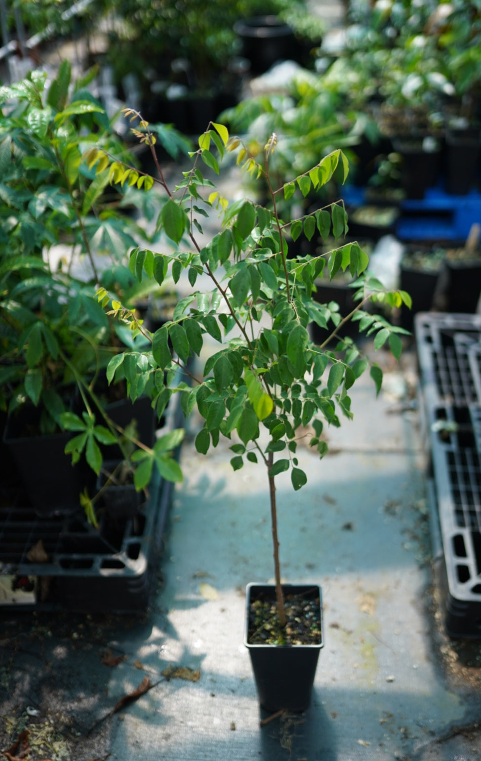 Carambola Starfruit - Sara - Grafted