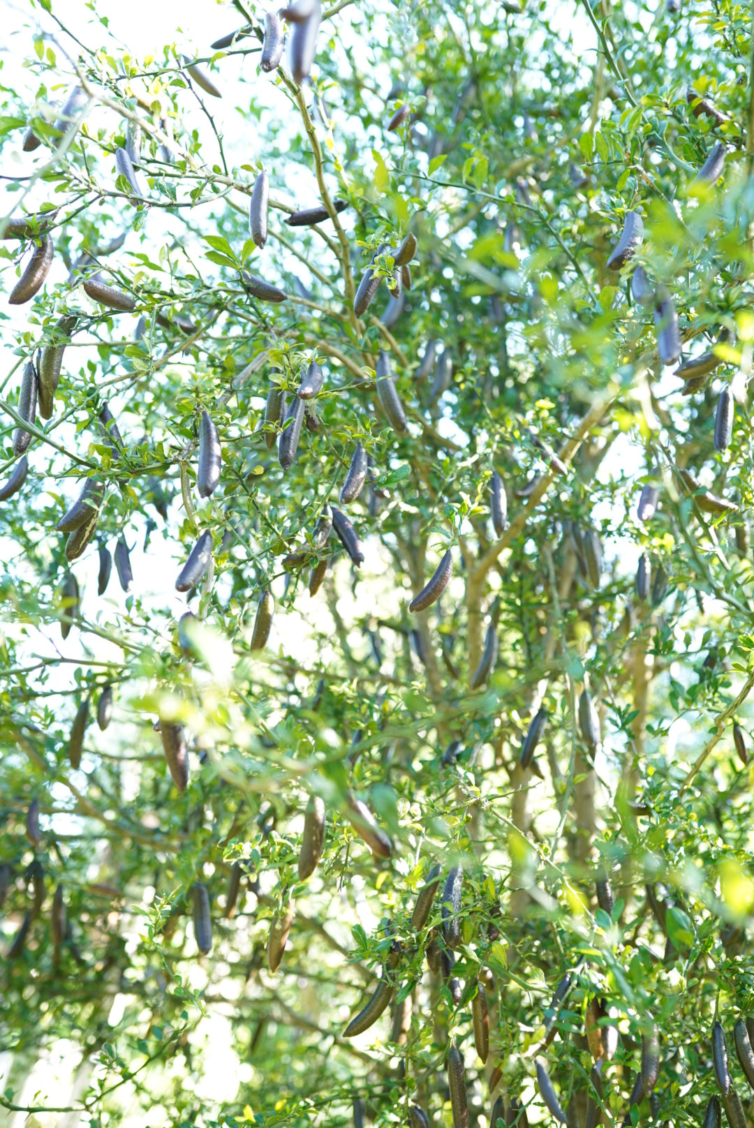 Finger Lime Aubergine Black flyingdragonnursery
