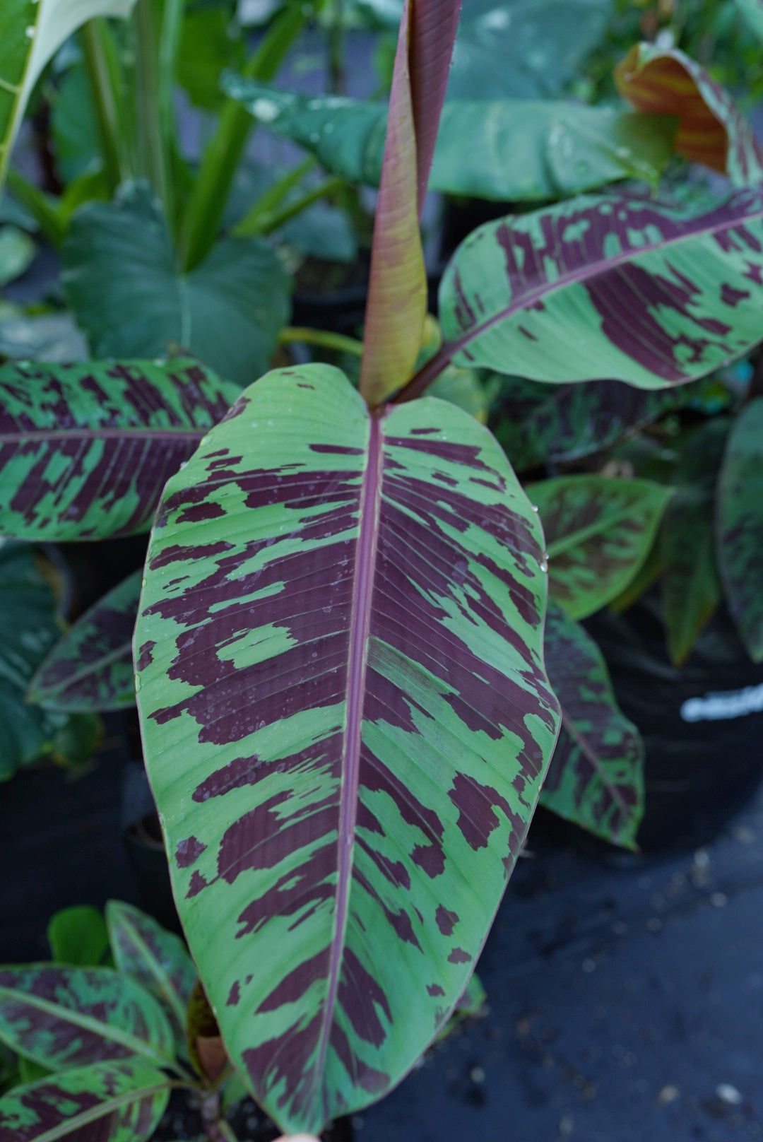 Banana - Blood Banana (Musa acuminata var. zebrina) flyingdragonnursery