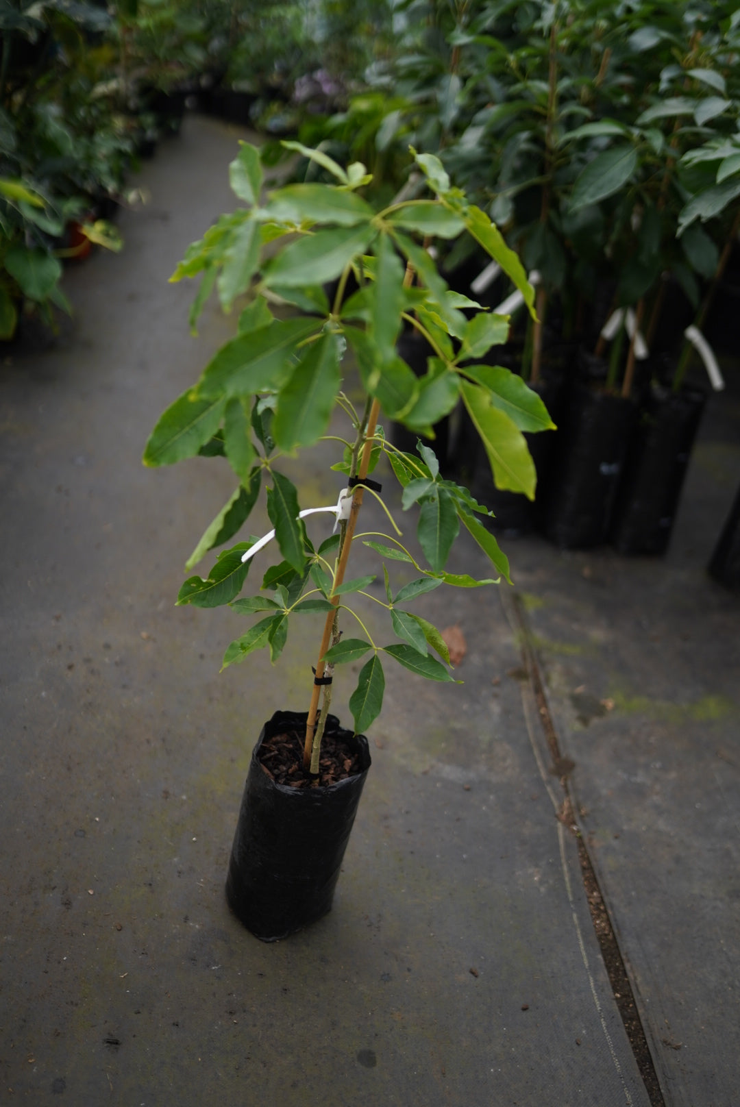 Casimiroa  / White Sapote - Te Puna - Grafted - flyingdragonnursery