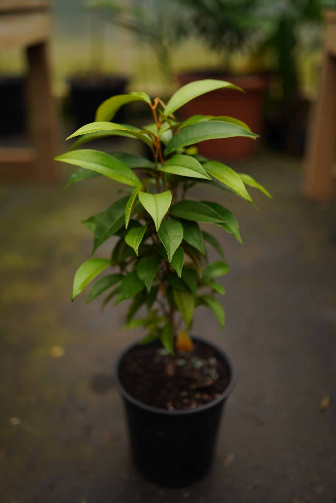 Purple Star Apple ( Jamaican ) - flyingdragonnursery