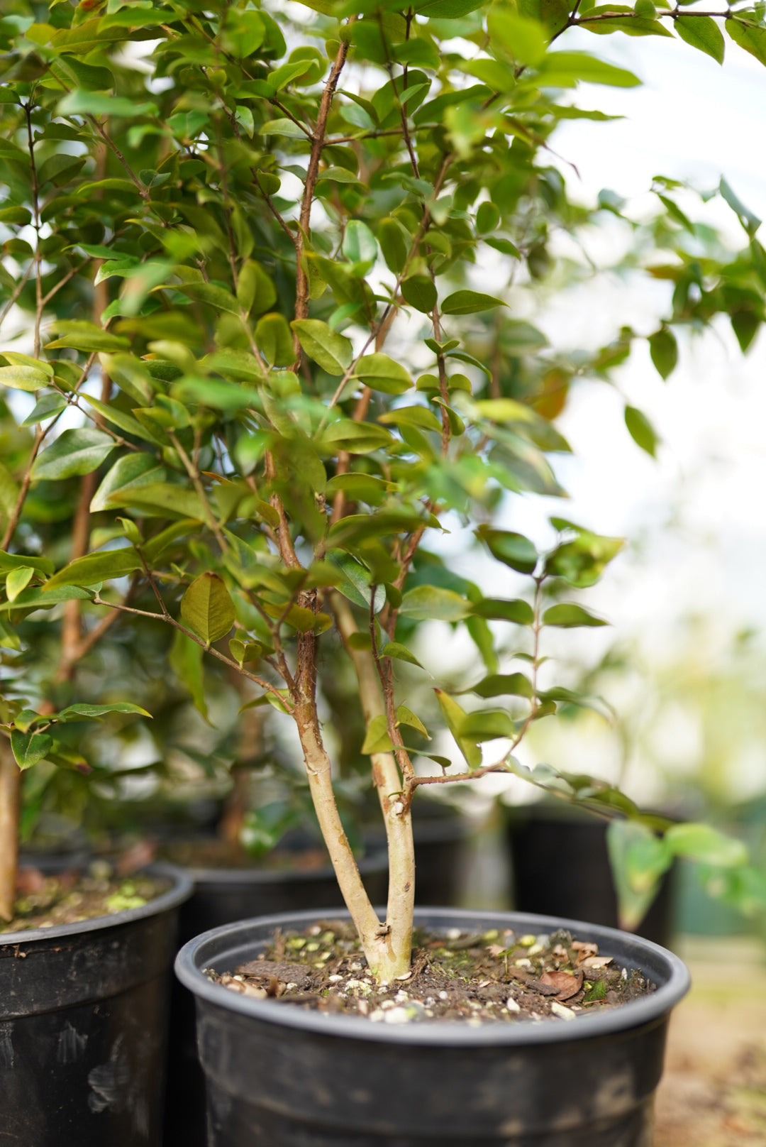 Jaboticaba Large Leaf -  4 + year old tree(rare)