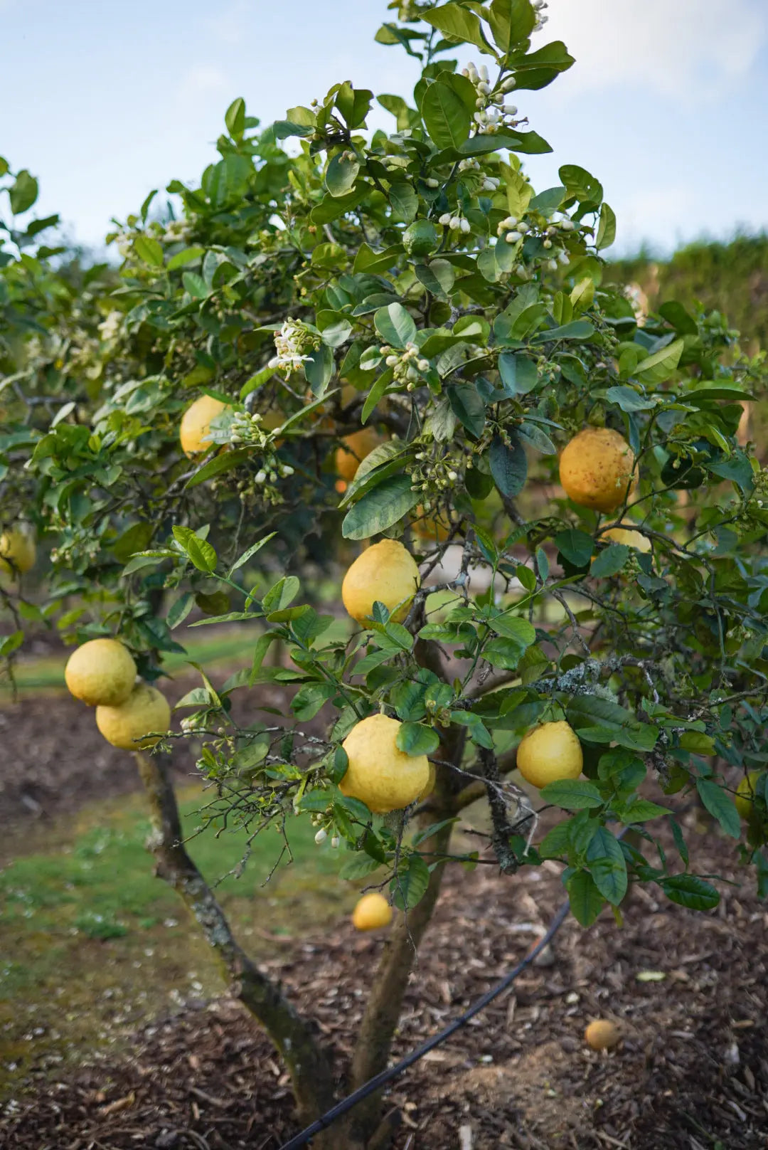 Normal Lemon Lemon - Ponderosa - Giant Lemon – flyingdragonnursery