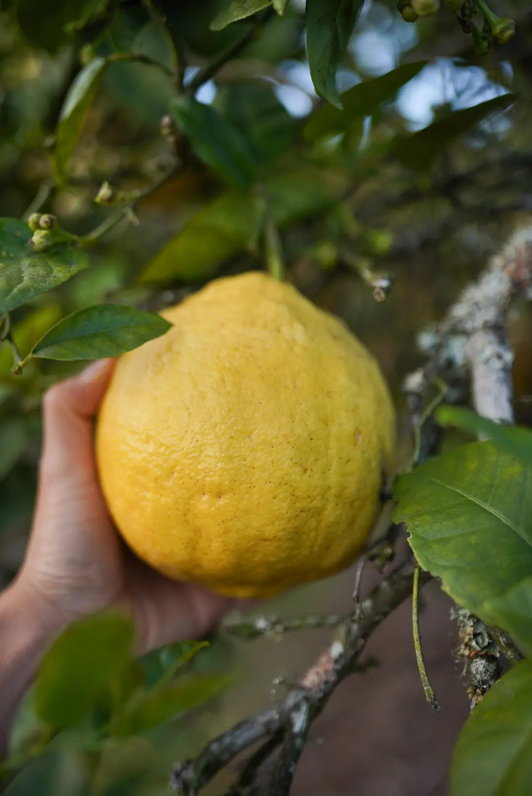 Normal Lemon Lemon - Ponderosa - Giant Lemon – flyingdragonnursery