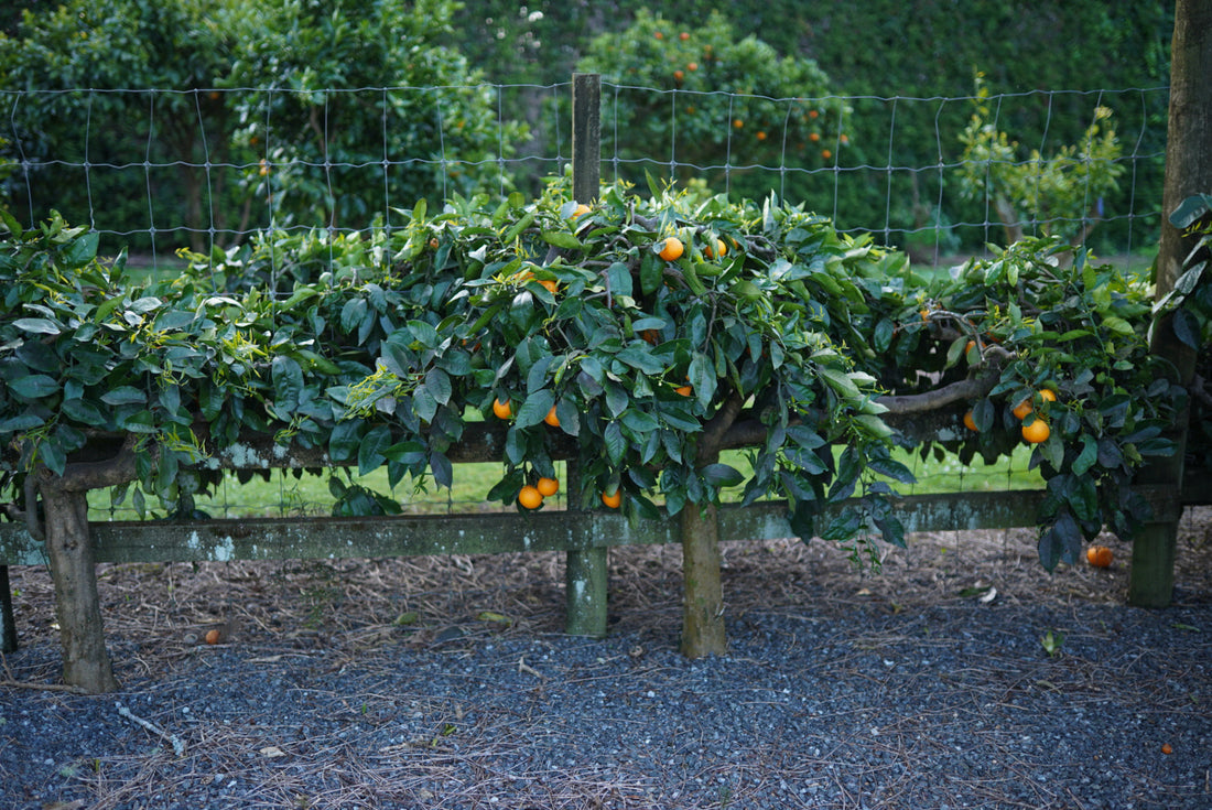 Orange - Cipo ( weeping orange ) flyingdragonnursery