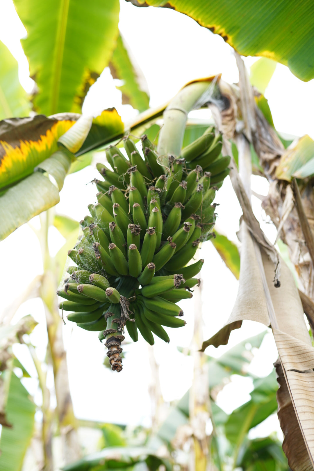 Banana - Goldfinger (Honduran cold-tolerant) flyingdragonnursery