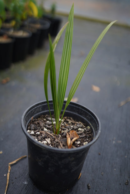 Medjool Date Palm