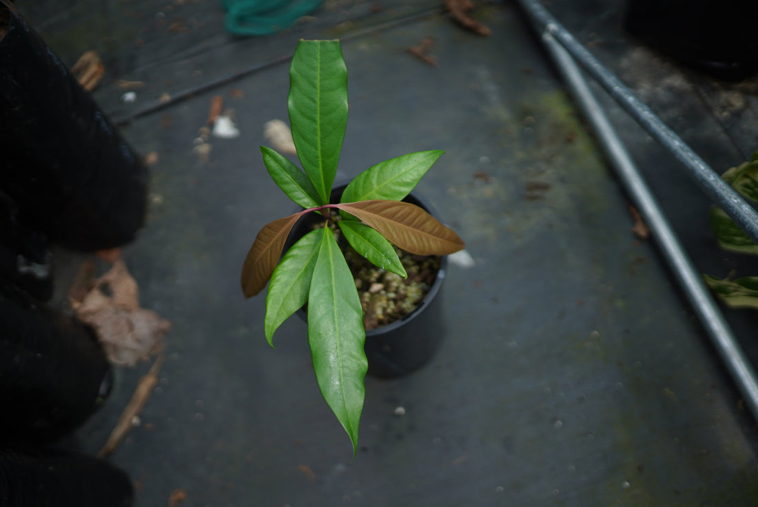 Yellow Mangosteen (Rare)