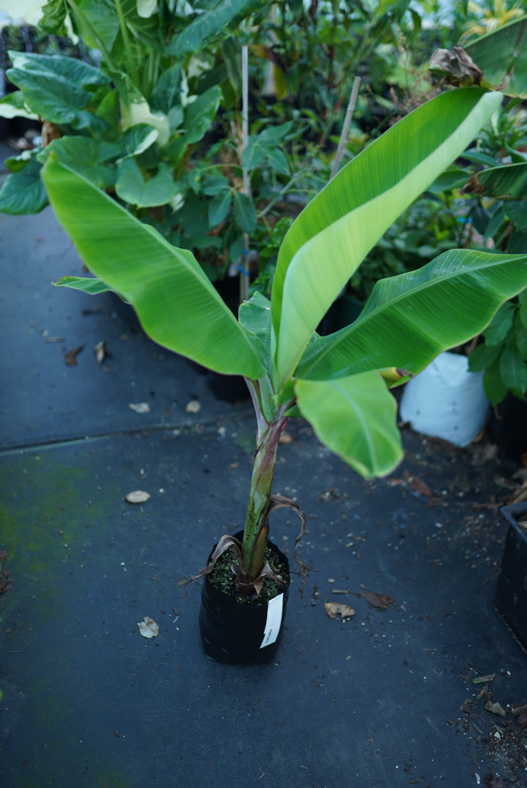 Banana - Red Dacca (super rare) flyingdragonnursery
