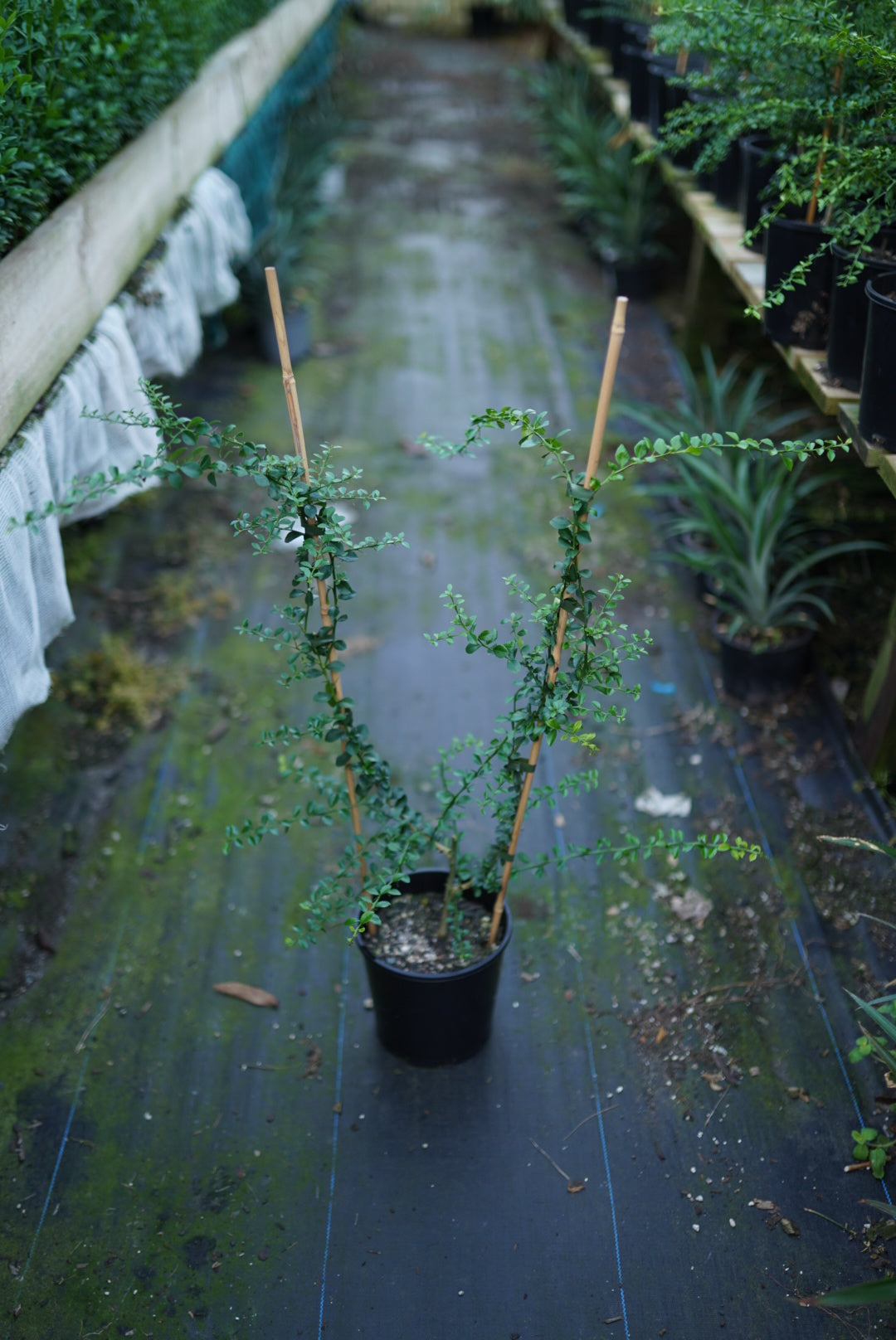 Finger Lime - Double Graft Brown/Green