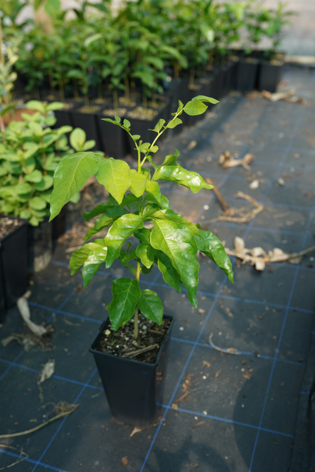 Wampee Roots Wampee – flyingdragonnursery
