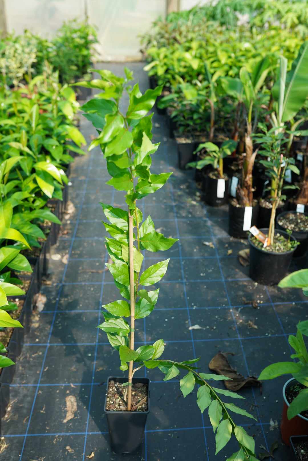 Tropical Apricot, Ketcot