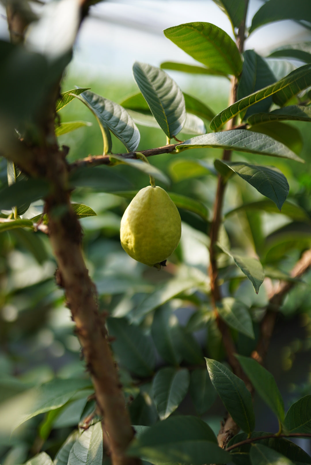 Tropical Guava - Mexican Cream