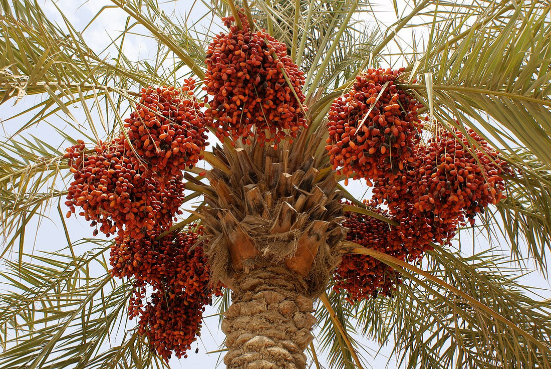 Medjool Date Palm