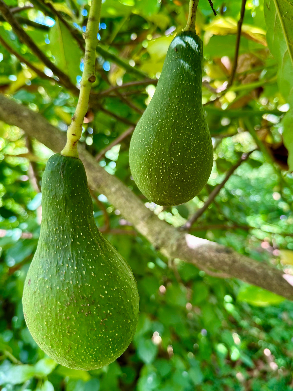 Rincon dwarf avocado tree – Flying Dragon Nursery NZ