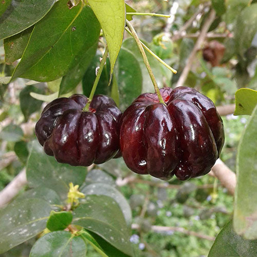 Surinam Cherry - Black - Grafted