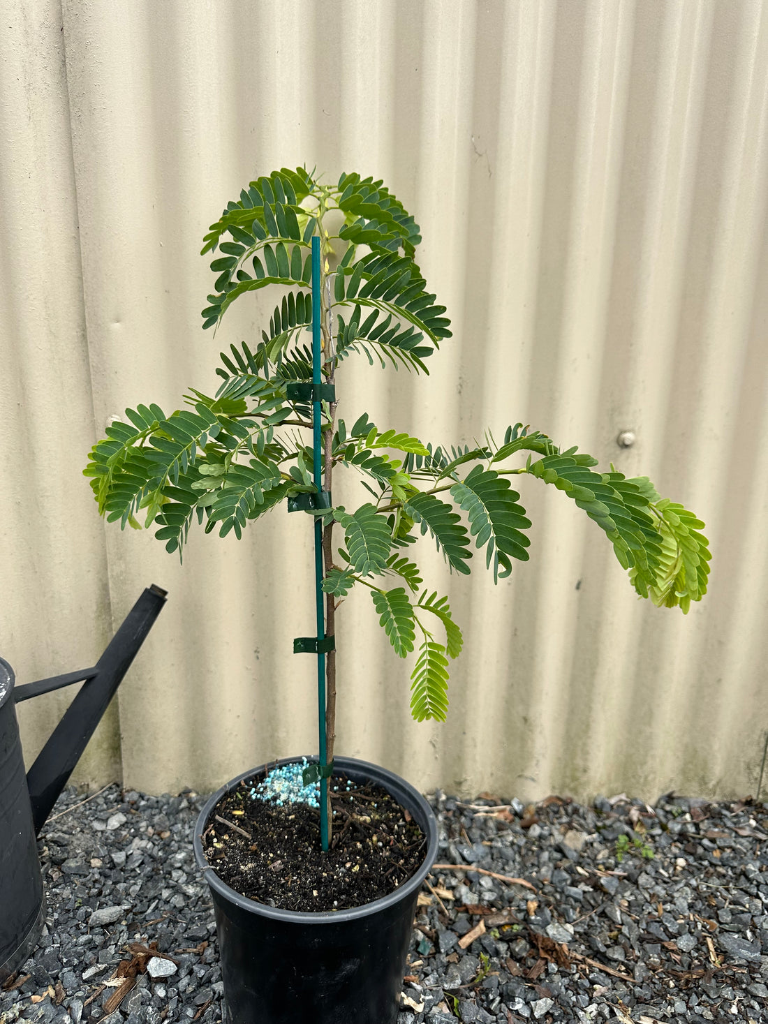 Sweet Tamarind ( Tamarindus indica )